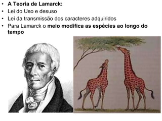 A Teoria de Lamarck: Lei do Uso e desuso Lei da transmissão dos caracteres adquiridos Para Lamarck o  meio modifica as espécies ao longo do tempo 