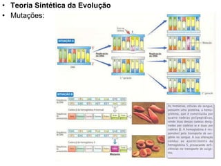 Teoria Sintética da Evolução  Mutações: 