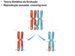 Teoria Sintética da Evolução  Reprodução sexuada: crossing-over 