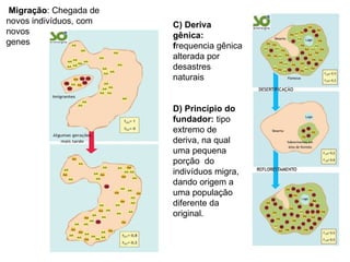 C) Deriva gênica:  f requencia gênica alterada por desastres naturais D) Princípio do fundador:  tipo extremo de deriva, na qual uma pequena porção  do indivíduos migra, dando origem a uma população diferente da original. Migração : Chegada de novos indivíduos, com novos  genes 
