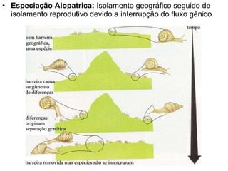Especiação Alopatrica:  Isolamento geográfico seguido de isolamento reprodutivo devido a interrupção do fluxo gênico 