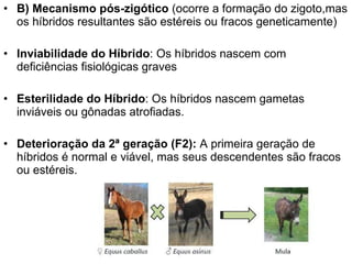 B) Mecanismo pós-zigótico  (ocorre a formação do zigoto,mas os híbridos resultantes são estéreis ou fracos geneticamente) Inviabilidade do Híbrido : Os híbridos nascem com deficiências fisiológicas graves Esterilidade do Híbrido : Os híbridos nascem gametas inviáveis ou gônadas atrofiadas. Deterioração da 2ª geração (F2):  A primeira geração de híbridos é normal e viável, mas seus descendentes são fracos ou estéreis. 