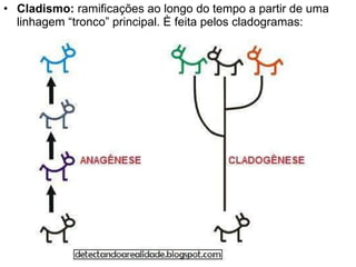 Cladismo:  ramificações ao longo do tempo a partir de uma linhagem “tronco” principal. È feita pelos cladogramas: 