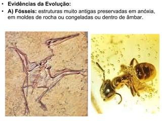 Evidências da Evolução: A) Fósseis:  estruturas muito antigas preservadas em anóxia, em moldes de rocha ou congeladas ou dentro de âmbar. 