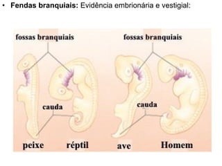 Fendas branquiais:  Evidência embrionária e vestigial: 