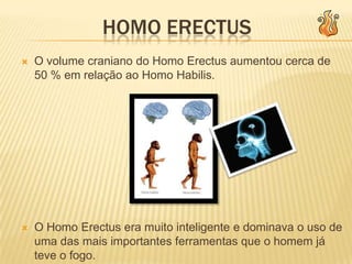 Ricardo Fonseca Nº23 Evolução da raça humanaAustralopitecosHomo HabilisHomo ErectusHomo SapiensHomo Sapiens Sapiens