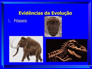 Evidências da Evolução  Fósseis 