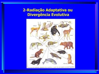 2-Radiação Adaptativa ou  Divergência Evolutiva 