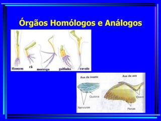 Órgãos Homólogos e Análogos 