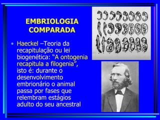 EMBRIOLOGIA COMPARADA Haeckel  –Teoria da recapitulação ou lei  biogenética:  “A ontogenia recapitula a filogenia” , isto é: durante o desenvolvimento embrionário o animal passa por fases que relembram estágios adulto do seu ancestral 