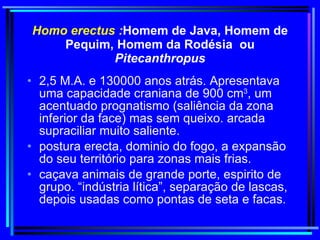 Homo erectus : Homem de Java, Homem de Pequim, Homem da Rodésia  ou  Pitecanthropus 2,5 M.A. e 130000 anos atrás. Apresentava uma capacidade craniana de 900 cm 3 , um acentuado prognatismo (saliência da zona inferior da face) mas sem queixo. arcada supraciliar muito saliente.  postura erecta, dominio do fogo, a expansão do seu território para zonas mais frias.  caçava animais de grande porte, espirito de grupo. “indústria lítica”, separação de lascas, depois usadas como pontas de seta e facas.  