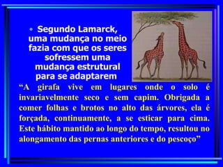 Segundo Lamarck, uma mudança no meio fazia com que os seres sofressem uma mudança estrutural para se adaptarem   “ A girafa vive em lugares onde o solo é invariavelmente seco e sem capim. Obrigada a comer folhas e brotos no alto das árvores, ela é forçada, continuamente, a se esticar para cima. Este hábito mantido ao longo do tempo, resultou no alongamento das pernas anteriores e do pescoço” 