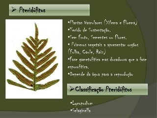  Pteridófitos
•Plantas Vasculares (Xilema e Floema)
•Tecido de Sustentação.
•Sem Fruto, Sementes ou Flores.
• Primeros vegetais a apresentar orgãos
(Folha, Caule, Raiz)
•Fase gametofítica mas duradoura que a fase
esporofítica.
•Depende da água para a reprodução
•Lycopodium
•Selaginella
Classificação Pteridófitos
 