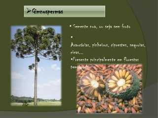Gimnospermas
• Semente nua, ou seja sem fruto
•
Araucárias, pinheiros, ciprestes, sequoias,
cicas...
•Presente principalmente em florestas
temperada
 
