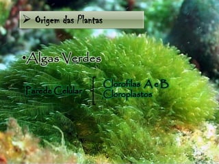  Origem das Plantas
 