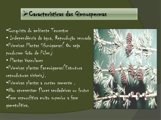 Características das Gimnospermas
•Conquista do ambiente Terrestre
• Independência da água, Reprodução sexuada
•Primeiras Plantas Sifonógamas( Ou seja
produzem Grão de Pólen)
• Plantas Vasculares
•Primeiras plantas Fanerógamas(Estrutura
reprodutoras visíveis).
•Primeiras plantas a conter semente .
•Não apresentam Flores verdadeiras ou frutos
•Fase esporofítica muito superior a fase
gametofítica.
 