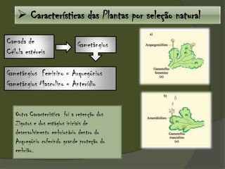  Características das Plantas por seleção natural
Gametângios Feminino = Arquegônios
Gametângios Masculino = Anterídio
GametângiosCamada de
Célula estéreis
Outra Característica foi a retenção dos
Zigotos e dos estágios iniciais de
desenvolvimento embrionário dentro do
Arquegônio coferindo grande proteção do
embrião.
 