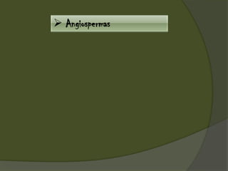  Angiospermas
 