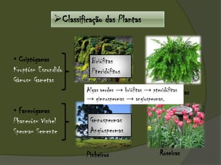 Classificação das Plantas
• Criptógamas
Kruptós= Escondido
Gámos= Gametas
• Fanerógamas
Phanerós= Visível
Sperma= Semente
Musgos Samambaias
Pinheiros Roseiras
Briófitas
Pteridófitos
Gmnospermas
Angiospermas
Algas verdes → briófitas → pteridófitas
→ gimnospermas → angiospermas.
 