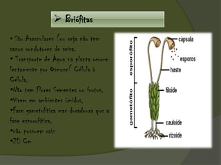  Briófitas
• São Avasculares (ou seja não tem
vazos condutores de seiva.
• Transporte de Água na planta ocorre
lentamente por Osmose( Célula à
Célula.
•Não tem Flores Sementes ou frutos.
•Vivem em ambientes úmidos,
•Fase gametofítica mas duradoura que a
fase esporofítica.
•não possuem raiz
•20 Cm
 
