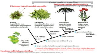 Eucariontes, multicelulares e autotróficas
Criptógamas (material reprodutivo escondido)
Fanerógamas (material reprodutivo visível)
Conquista do ambiente terrestre, nenhuma divisão de trabalho é observada no corpo das algas enquanto
que o corpo vegetal das briófitas divide-se internamente em zonas fotossintéticas e de armazenamento.
420 Milhões
de anos
400 Milhões
de anos
360 Milhões
de anos
300 Milhões
de anos
 