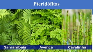 Pteridófitas
 