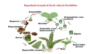 Reprodução Sexuada (Ciclo de vida) da Pteridófitas
 