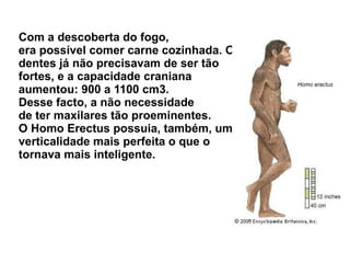 Com a descoberta do fogo, era possível comer carne cozinhada. Os dentes já não precisavam de ser tão  fortes, e a capacidade craniana aumentou: 900 a 1100 cm3.  Desse facto, a não necessidade  de ter maxilares tão proeminentes. O Homo Erectus possuia, também, uma verticalidade mais perfeita o que o tornava mais inteligente. 