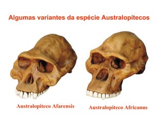 Australopiteco Afarensis Australopiteco Africanus Algumas variantes da espécie Australopitecos 