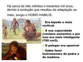 Há cerca de três milhões e trezentos mil anos, devido à evolução que resultou da adaptação ao meio, surgiu o HOMO HABILIS.   Era bípede e mais vertical. A sua capacidade craniana aumentou e por isso era mais inteligente (700 cm3). O polegar era oponível Sabia fazer instrumentos de pedra e de madeira. 