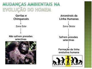Evolução do homem