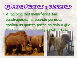 QUADRÚPEDES x BÍPEDES: A maioria dos mamíferos são quadrúpedes, e, quando parados apóiam as quatro patas no solo o que lhes dá uma excelente estabilidade.  