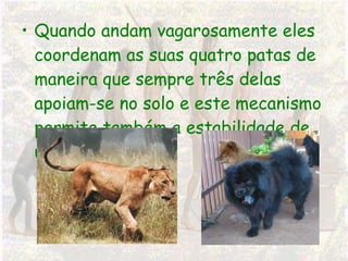 Quando andam vagarosamente eles coordenam as suas quatro patas de maneira que sempre três delas apoiam-se no solo e este mecanismo permite também a estabilidade de um tripé. 