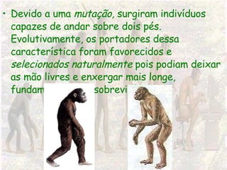 Devido a uma  mutação,  surgiram indivíduos capazes de andar sobre dois pés. Evolutivamente, os portadores dessa característica foram favorecidos e  selecionados naturalmente  pois podiam deixar as mão livres e enxergar mais longe, fundamental para sobrevivência. 