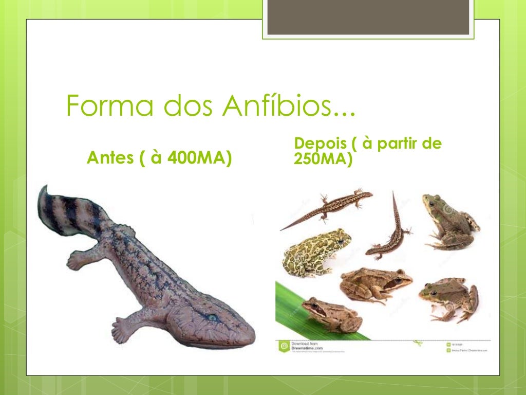 Como A água Entra No Corpo Dos Anfíbios