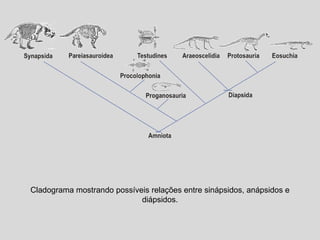 Cladograma mostrando possíveis relações entre sinápsidos, anápsidos e diápsidos. 