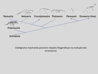 Cladograma mostrando possíveis relações filogenéticas na evolução dos arcossauros. 