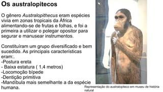 Os australopitecos
O gênero Australopithecus eram espécies
vivia em zonas tropicais da África
alimentando-se de frutas e folhas, e foi a
primeira a utilizar o polegar opositor para
segurar e manusear instrumentos.
Constituíram um grupo diversificado e bem
sucedido. As principais características
eram:.
-Postura ereta
- Baixa estatura ( 1,4 metros)
-Locomoção bípede
-Dentição primitiva
-Mandíbula mais semelhante a da espécie
humana. Representação do australopiteco em museu de história
natural
 