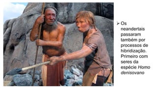  Os
neandertais
passaram
também por
processos de
hibridização.
Primeiro com
seres da
espécie Homo
denisovano
 