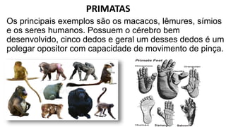 Os principais exemplos são os macacos, lêmures, símios
e os seres humanos. Possuem o cérebro bem
desenvolvido, cinco dedos e geral um desses dedos é um
polegar opositor com capacidade de movimento de pinça.
PRIMATAS
 