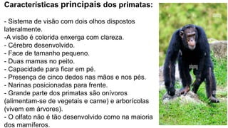Características principais dos primatas:
- Sistema de visão com dois olhos dispostos
lateralmente.
-A visão é colorida enxerga com clareza.
- Cérebro desenvolvido.
- Face de tamanho pequeno.
- Duas mamas no peito.
- Capacidade para ficar em pé.
- Presença de cinco dedos nas mãos e nos pés.
- Narinas posicionadas para frente.
- Grande parte dos primatas são onívoros
(alimentam-se de vegetais e carne) e arborícolas
(vivem em árvores).
- O olfato não é tão desenvolvido como na maioria
dos mamíferos.
 
