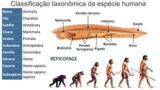 Classificação taxonômica da espécie humana
Reino Animalia
Filo Chordata
Subfilo Vertebrata
Classe Mammalia
Ordem Primata
Subordem Antropoidea
Família Hominidea
Gênero Homo
Espécie Homo sapiens
Subespécie
Homo sapiens
sapiens
:
REFICOFAGE
 