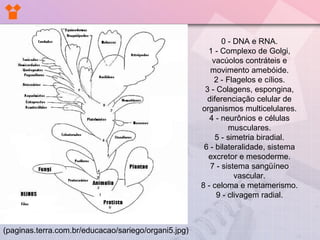 (paginas.terra.com.br/educacao/sariego/organi5.jpg) 0 - DNA e RNA. 1 - Complexo de Golgi, vacúolos contráteis e movimento amebóide. 2 - Flagelos e cílios. 3 - Colagens, espongina, diferenciação celular de organismos multicelulares. 4 - neurônios e células musculares. 5 - simetria biradial. 6 - bilateralidade, sistema excretor e mesoderme. 7 - sistema sangüíneo vascular. 8 - celoma e metamerismo. 9 - clivagem radial. 