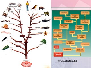 (www.objetivo.br)   