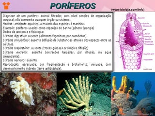 PORÍFEROS (www.bioloja.com/info)   