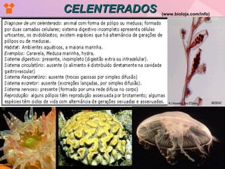 CELENTERADOS (www.bioloja.com/info)   