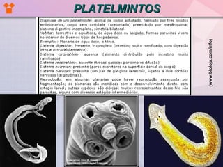 PLATELMINTOS (www.bioloja.com/info)   