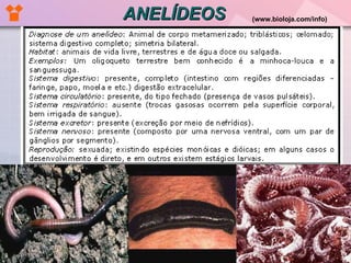 ANELÍDEOS (www.bioloja.com/info)   