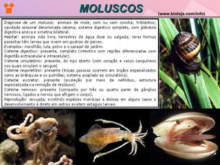 MOLUSCOS (www.bioloja.com/info)   