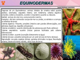 EQUINODERMAS (www.bioloja.com/info)   